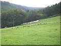 Rounding up sheep