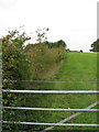 Hedgerow on Reddown Hill