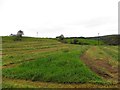 A newly-mowed field, Mulnafye