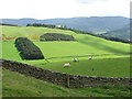 NT2543 : Ewes and lambs, Winkston Hill by Richard Webb