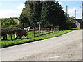 Equine encounter at Nextend junction