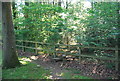 Footpath into the woods