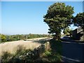 Roadside tree near Ackin Royd