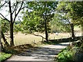 Dappled shade on Coach Gate Lane