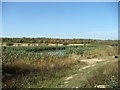 Pond off public footpath, Featherstone