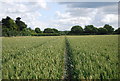 Tramlines in wheat