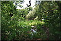 Boggy pond by Ockendon Rd