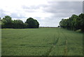 Wheat south of Ockendon Rd