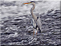 SJ8390 : Grey Heron, Northenden Weir by David Dixon
