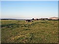 Cows in Parsonage Farm