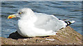 Herring Gull