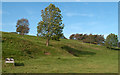 Sloping field with trees