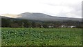 Turnip field, Callander