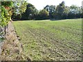 Eastern edge of greening field