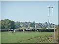SE2407 : Cattle grazing near a wind turbine by Christine Johnstone