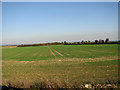 Cultivated fields by Caenby Hall