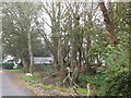 A woodland area alongside the Corbally Road