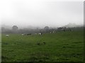 Cattle at Ballyrolly