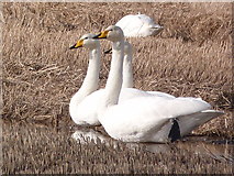 NH8176 : Whooper Swans are back! by sylvia duckworth
