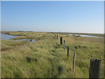 TR3462 : Marshland at northern end of Sandwich Bay by Nick Smith