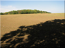 TM3061 : Cultivated field south of Parham Wood, Parham by Evelyn Simak