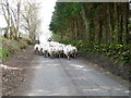 Road block, Milton of Drimmie