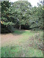 Path through Forest near Temple Hill