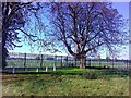 Chestnut Trees in Kempton Park Nature Reserve