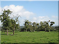 ST5784 : Mistletoe on remnant orchard trees  by Robin Stott