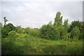 Rough shrubland by the railway