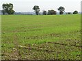 Emerging crop, south of Field Lane