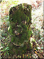 ST8222 : Old tree stump by Jonathan Kington
