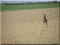 Roe deer near New Alyth