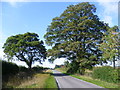 Country lane near Cuckoo Farm