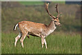 Fallow Deer Buck - Margam Deer Park