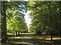 Woodland at Cliveden