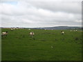 Sheep grazing on commonland at Tawna Downs