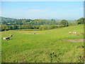 Grazing the Monnow valley