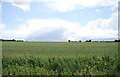 Wheat field, North Ockenden