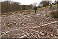 Clear-felled forest area above Blaina