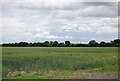 TQ6185 : Wheat field, Home Farm by N Chadwick