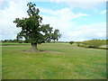 Old oak by a footpath