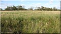 Wetland pasture