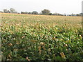 A field of kale east of the Ballygilbert Road