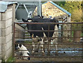 SD4576 : Dog and cow at Arnside Tower Farm by Karl and Ali