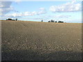 Farmland, South Kirkby Common