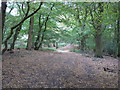 TL4003 : Downhill path in Galleyhill Green by Roger Jones