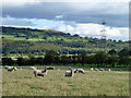 Sheep by Stony Lane