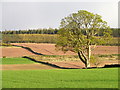 Arable field near Keillor