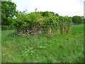 East Dean - Pillbox